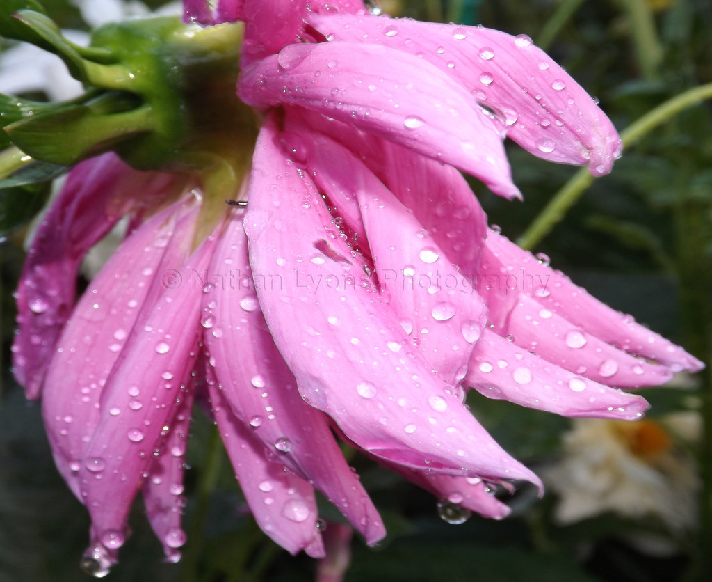 Watering Flowers Flowers getting watered through the summe… Nathan