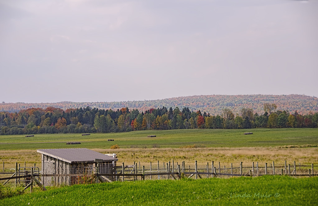 Alpaca Spring Farm Powassan, Ontario Linda Muir Flickr
