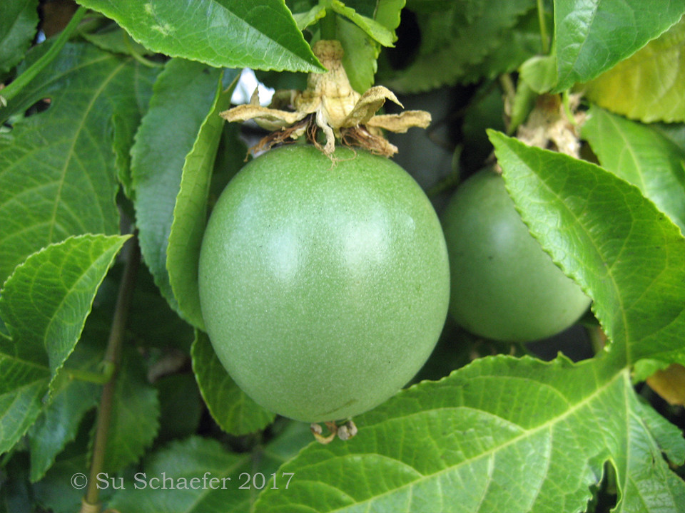 Passionfruit green fruit Passionfruit green fruit. Love th… Flickr