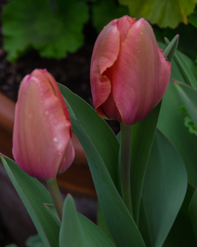 Tulips coming Fair Avenue Swedg Flickr