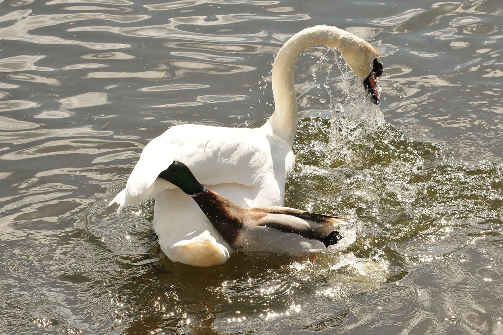 Duck attacks Swan taken at appleton reservoir Daz moston Flickr