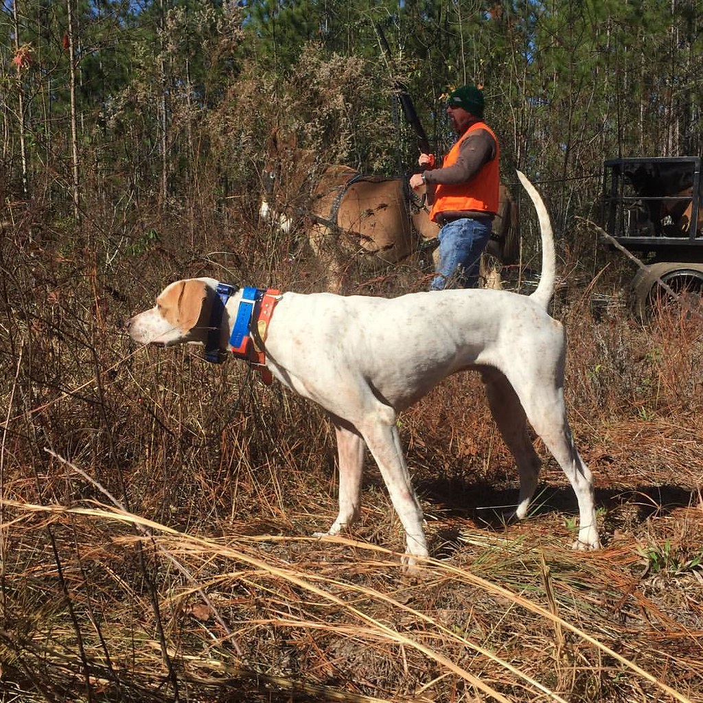 Mule Drawn Quail Hunt Antlers and Anglers Worldwide, LLC