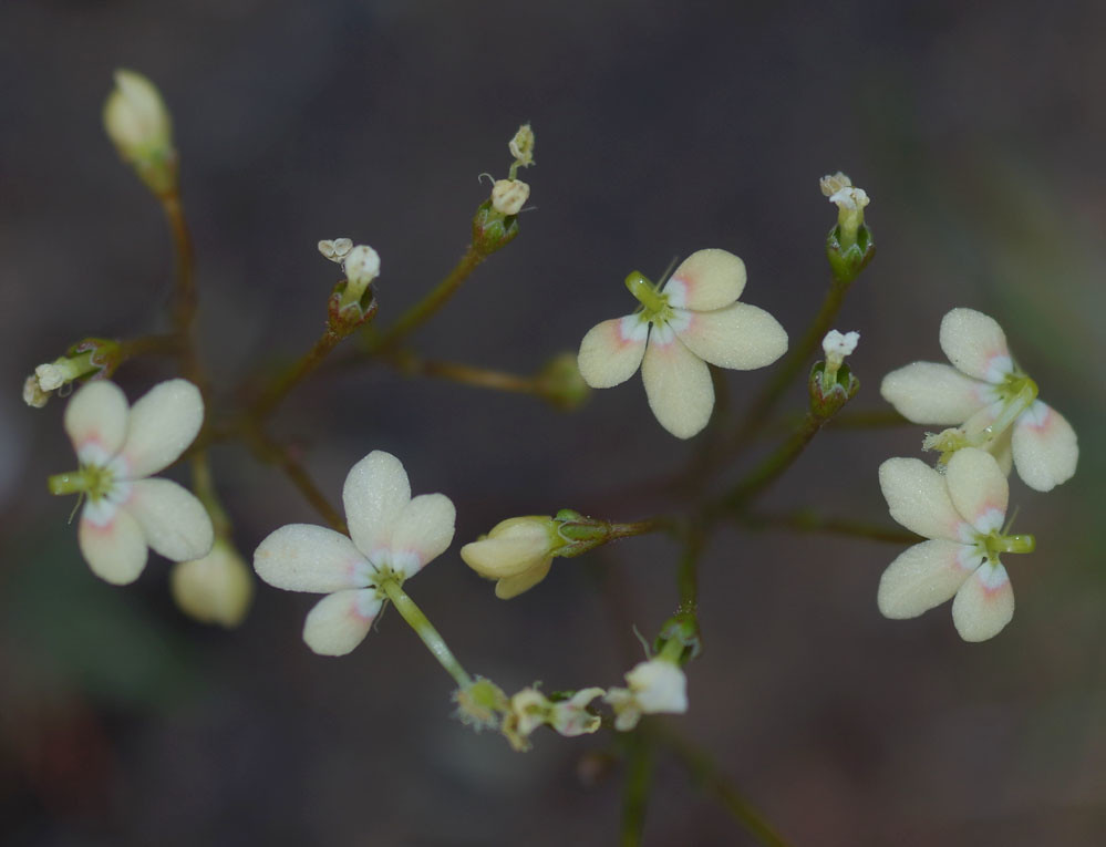 Stylidium divaricatum, Blue Rock, near Jarrahdale, near Pe… Flickr