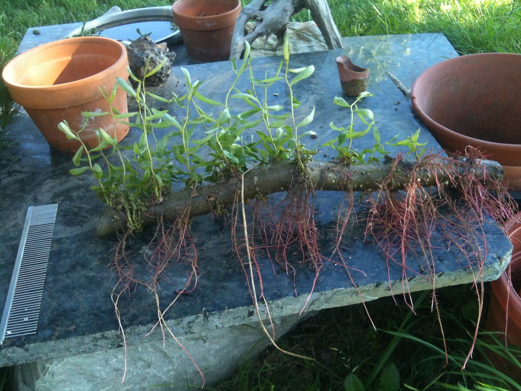 curly willow Trimming my willow tree, I tossed a stick in … Flickr