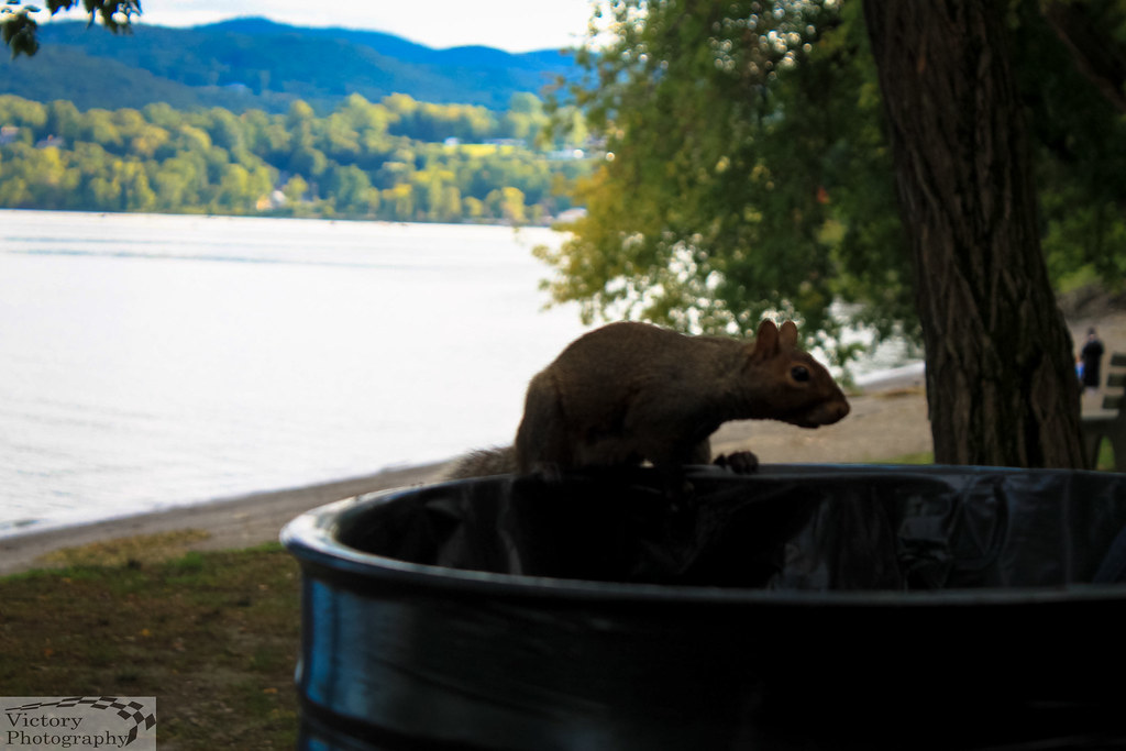 First Day of Fall Kowawese Unique Area at Plum Point New W… Flickr
