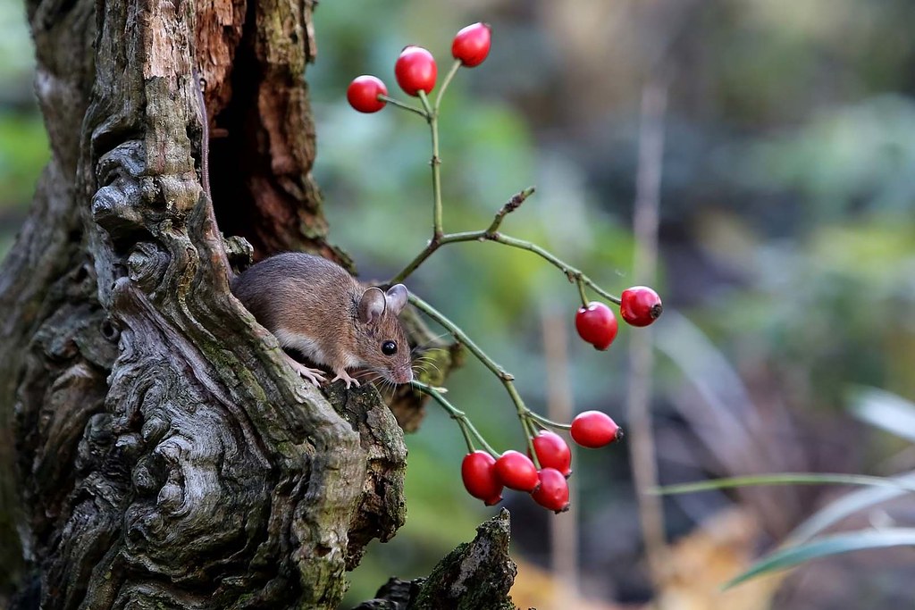 Mouse field with rose hips Siblands 4.11.2013 (1) I am not… Flickr