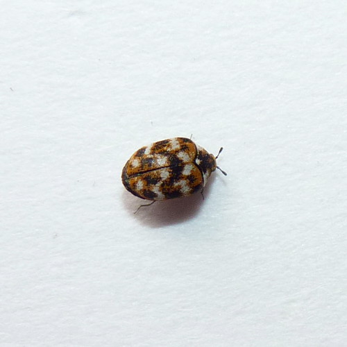 Varied Carpet Beetle Found indoors. Often a pest when more… Flickr