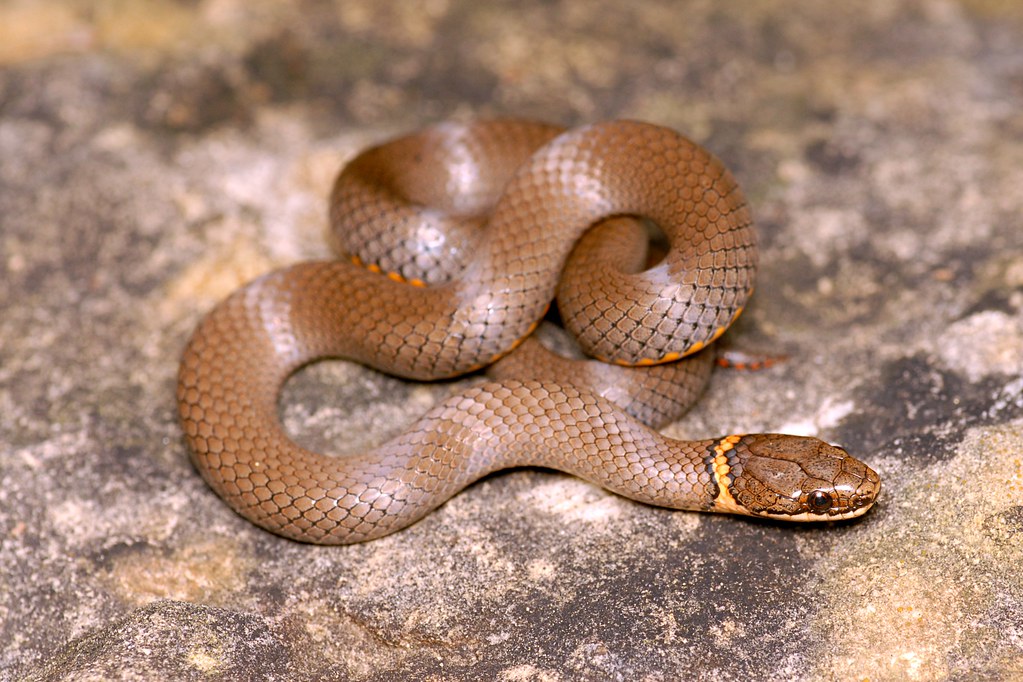 Ringneck snake (Diadophis punctatus arnyi) Ringneck snake … Flickr