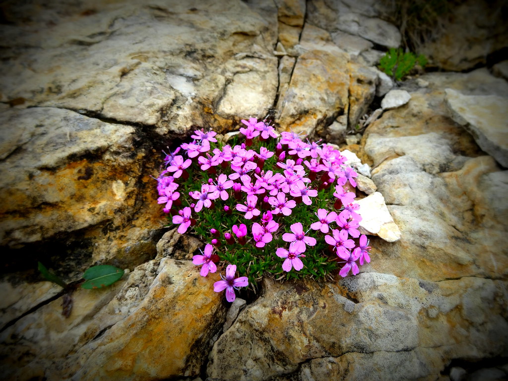 DSC00895 ç5Ä·^¹&°'íPÙÇ½uß½ f¸ýk1ÓÍhìw'ùRÈ;ÜGâ£f'æ â¬ö¬Àª… Flickr