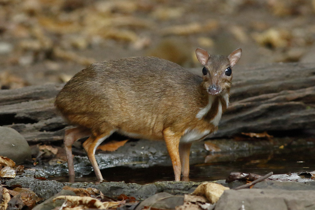 Lesser Mousedeer_150204_IMG_6960_Def DB The lesser mous… Flickr