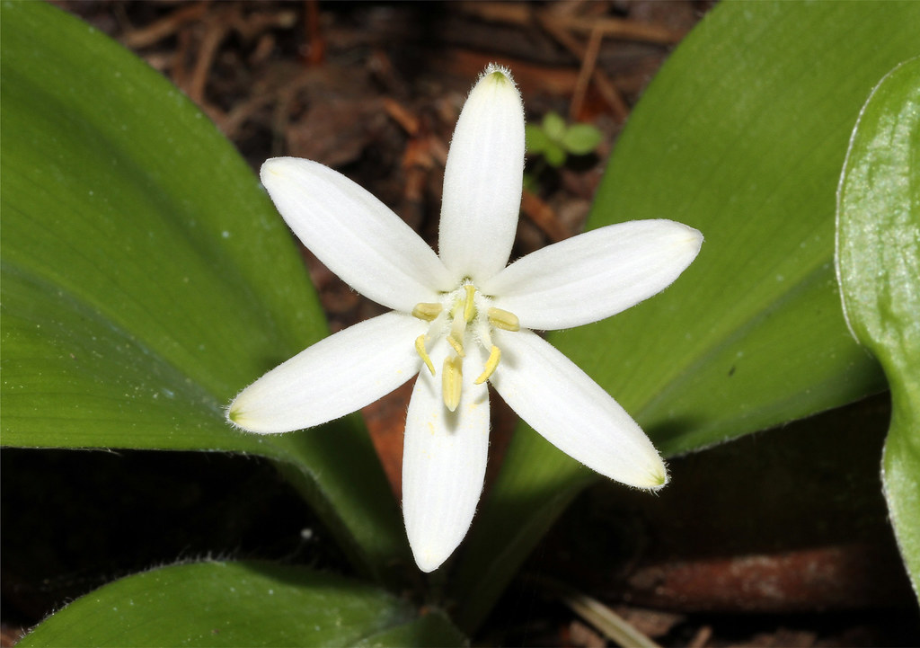 Clintonia uniflora (Queen Cup Bead Lily) Icicle Creek ne… Flickr