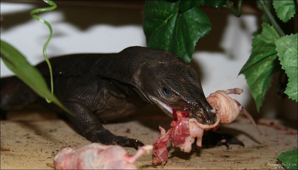 6/18/2015 BDVS1 Male Black Dragon Varanus Salvator eating