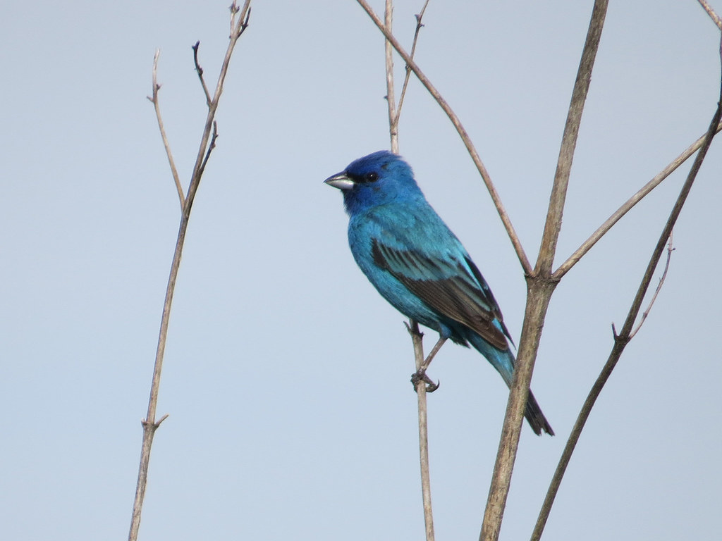 Indigo Bunting Eagle Bluffs CA, Columbia, Missouri, USA. J… Flickr