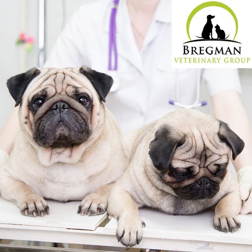 veterinarian Brooklyn NY Veterinarian Brooklyn NY Looking … Flickr