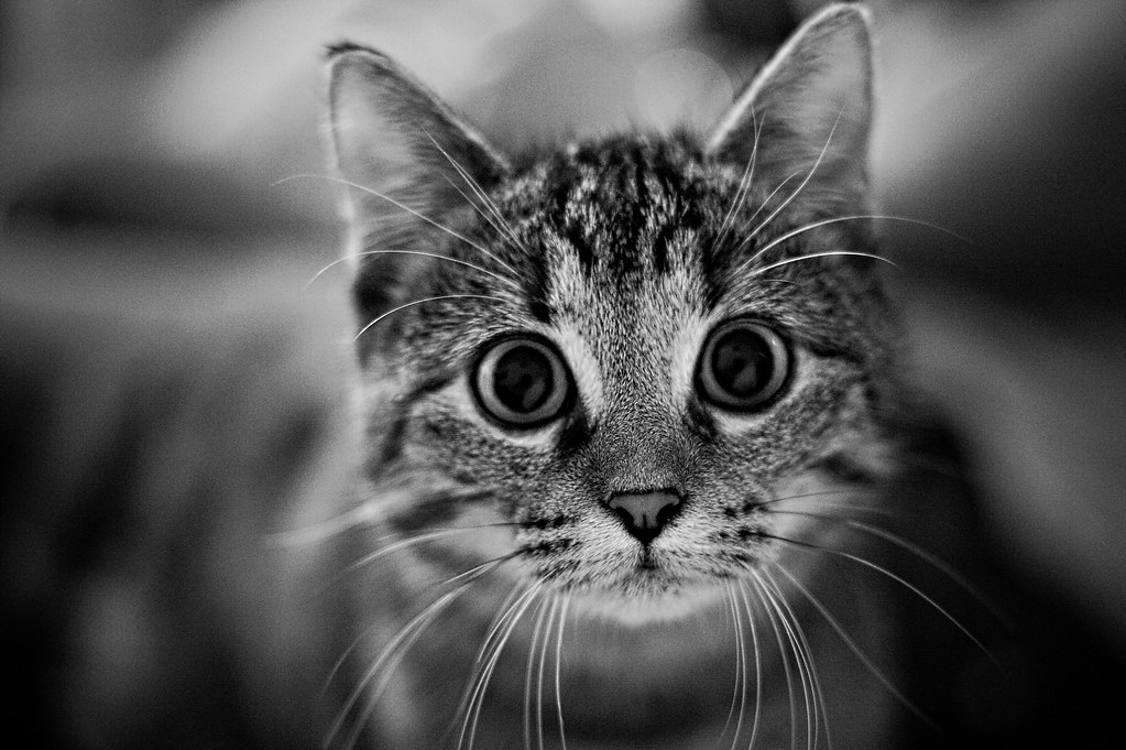 IMG_4879 Cat watches me. Martin Voss Flickr