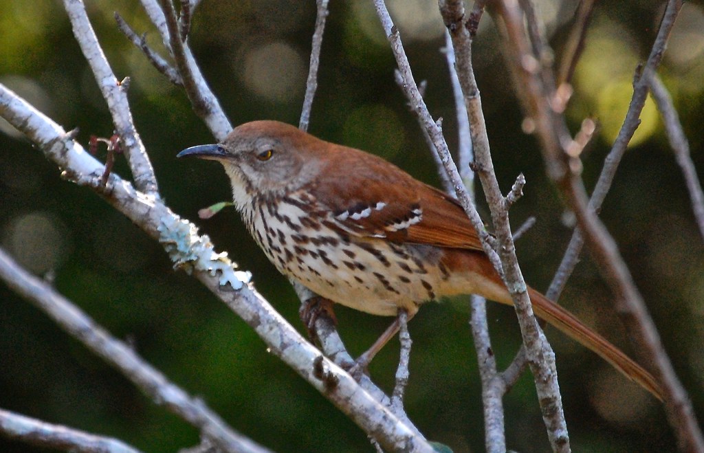 "We are not amused.." The male and female brown thrashers … Flickr