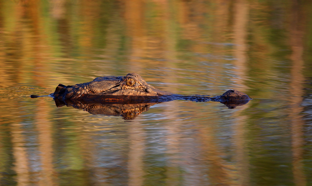 American Alligator Savannah National Wildlife Refuge South… Ashley