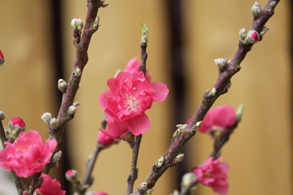 Nectarine Blossom WildaboutNature Flickr