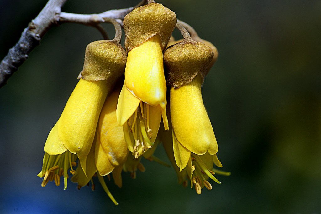 Kowhia. Sophora. Kōwhai are small, woody legume trees in t… Flickr