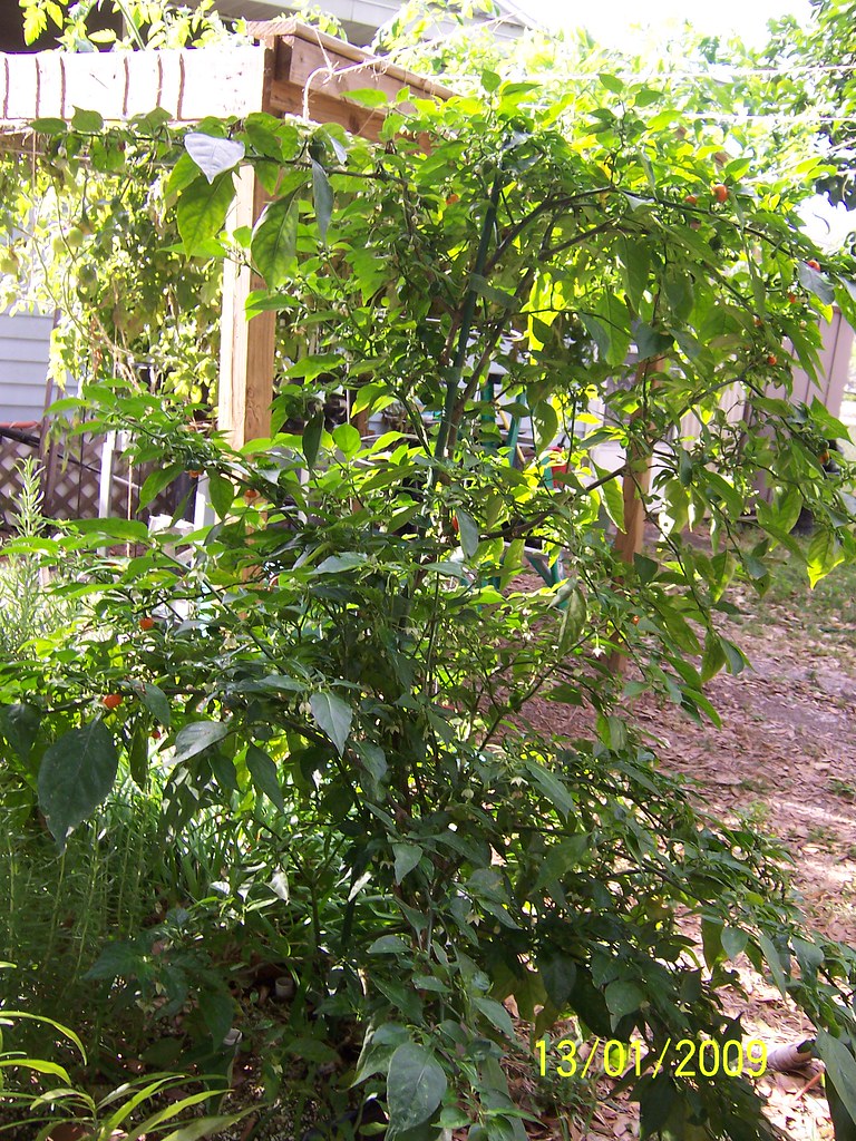 orange habanero pepper square foot hydroponics Square foot… Flickr