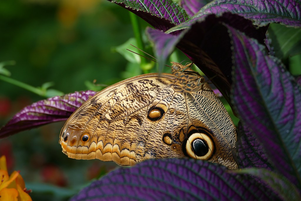 Panasonic FZ1000, Butterflies, Botanical Gardens, Montréal… Flickr