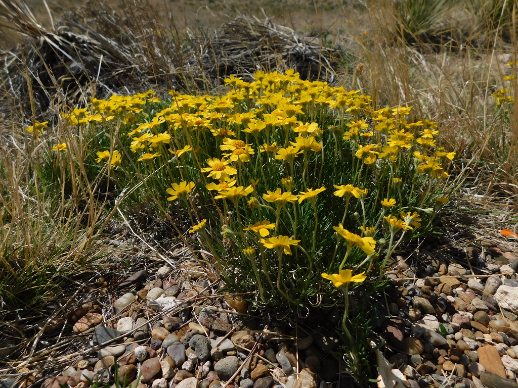 Yellow Flowers Cimarron National Grassland, KS Jimmy Emerson, DVM Flickr