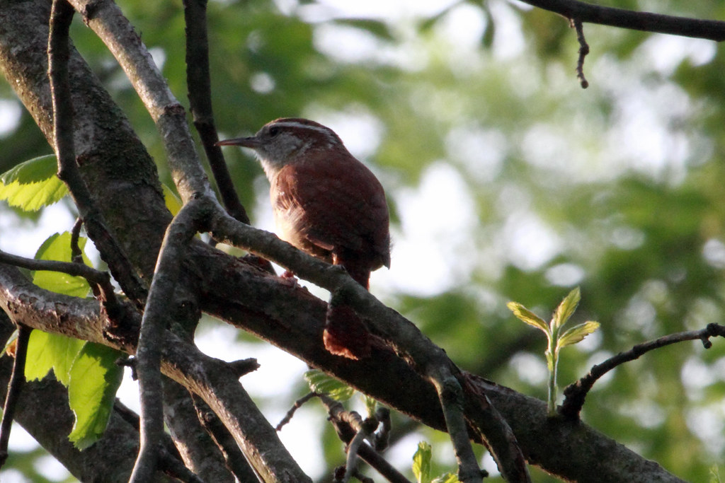 Carolina Wren McLaughry IMG_0241_1 finchette Flickr
