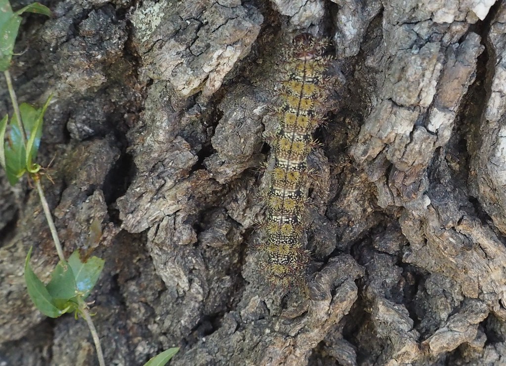 Buck Moth Caterpillar, Hemileuca maia Orleans Parish, LA 4… Flickr