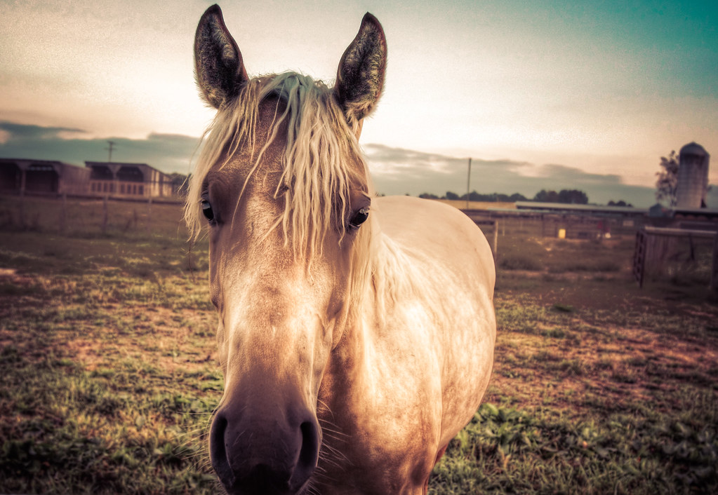 Blacksburg Horse jsmith05vt.edu Flickr