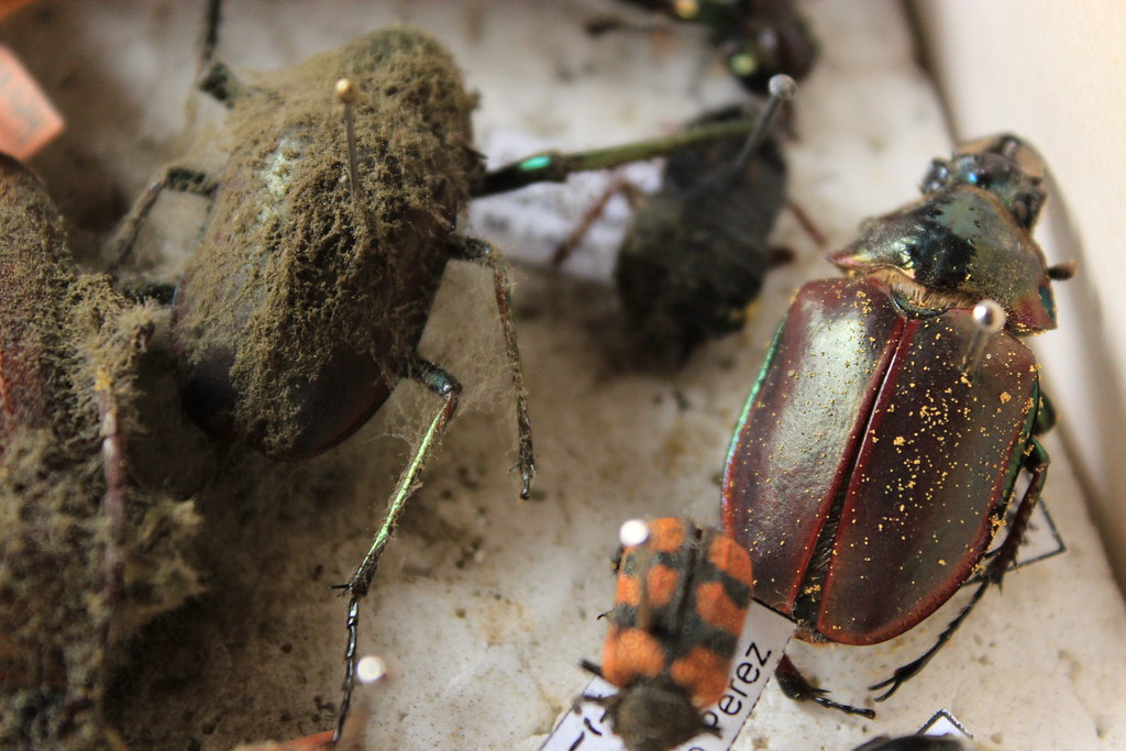 Bichos Flickr