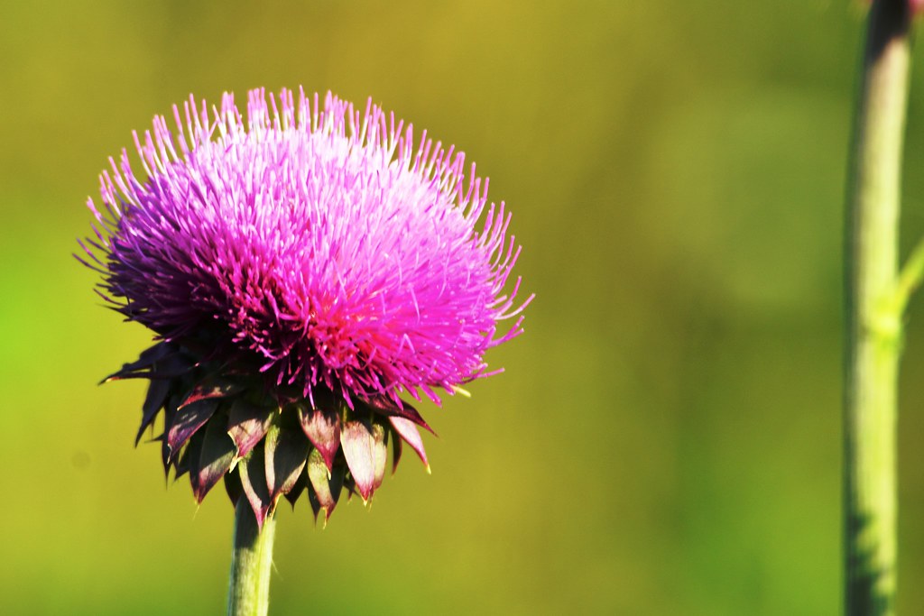 Wild Flowers Near Centerton, AR Doug Bagley Flickr