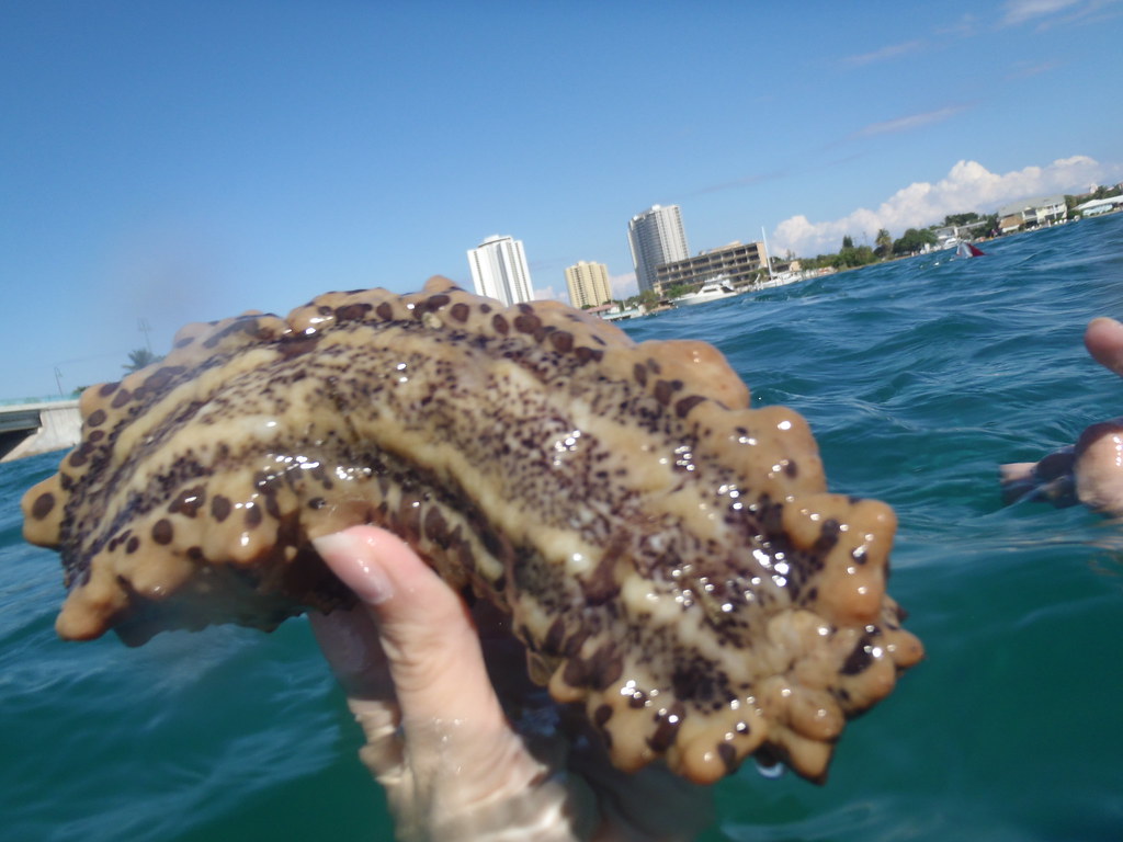 Sea Cucumber Sea cucumbers are regulated as marine life sp… Flickr