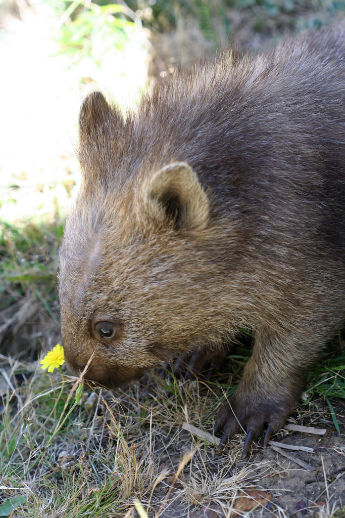 Baby wombat Charlie Price Flickr