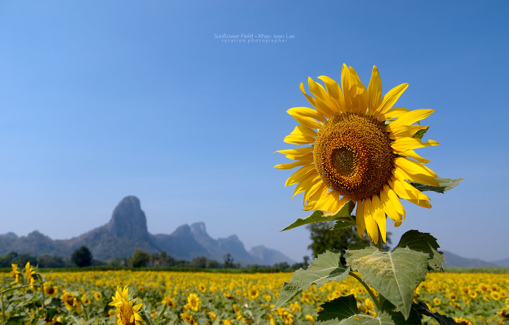 Sunflower Fields, Lopburi, Thailand Beautiful sunflower fi… Flickr