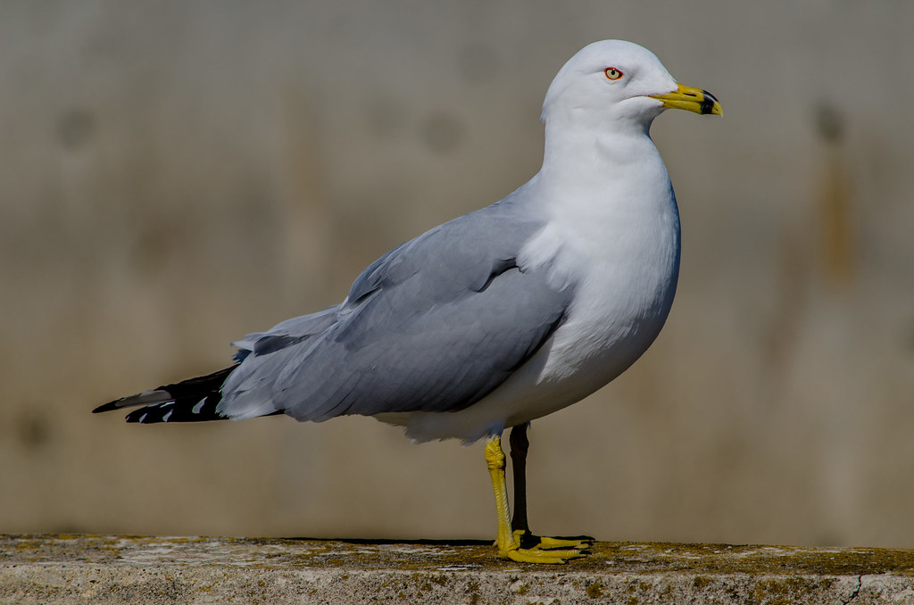 Ringbilled gull Coxsackie Boat Launch, Coxsackie, NY Greg Dajewski