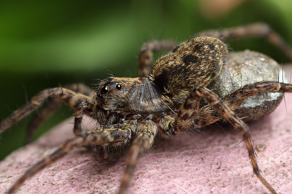 Wolf spider with egg sac 2 Wolf spider with egg sac. Focu… Flickr