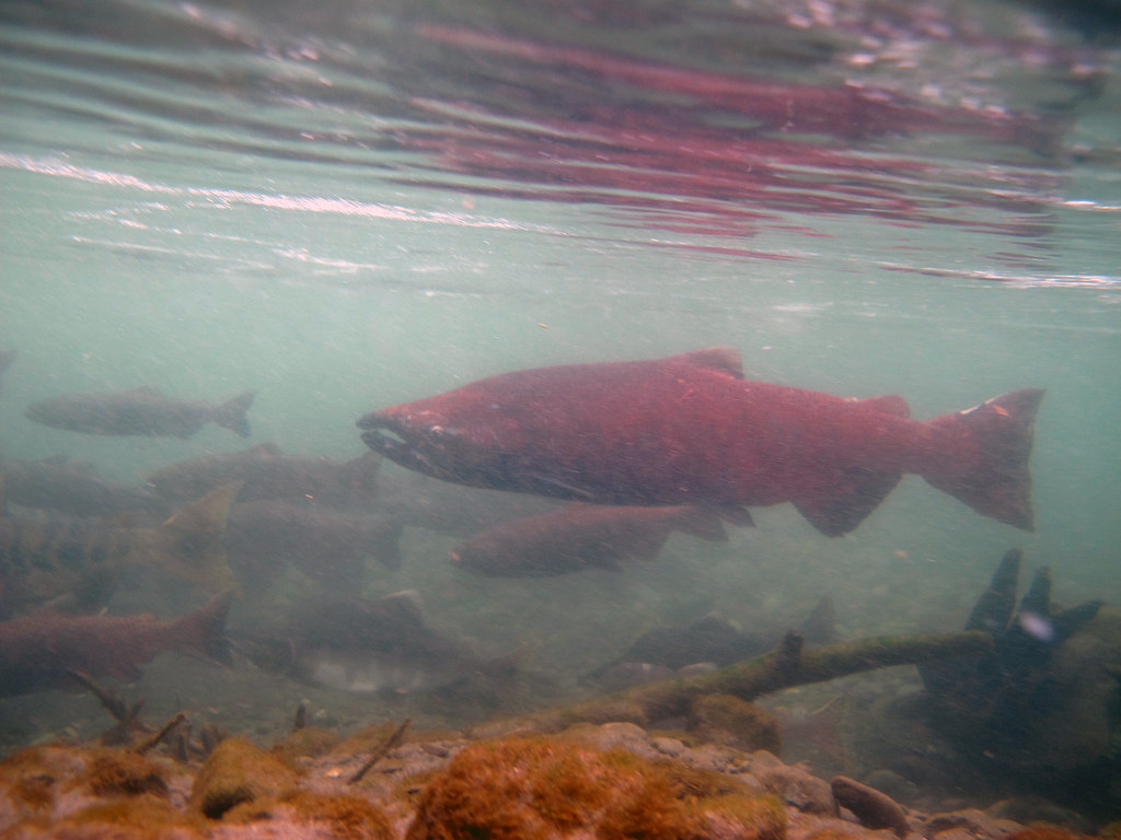 King salmon in Ship Creek A king salmon migrates up Ship C… Flickr