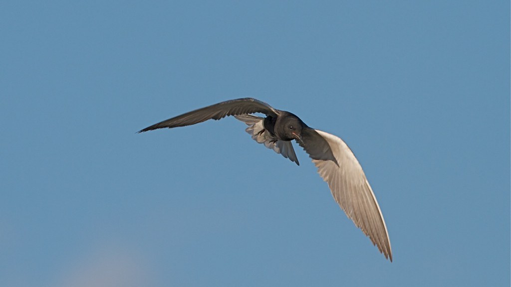 Image 8 Black Tern, Messalonskee Lake, Belgrade, Maine, Ju… Flickr
