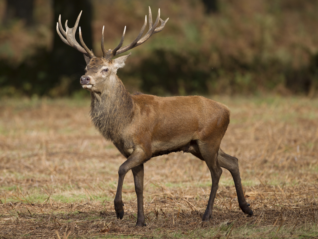 England Red deer stag posing in Richmond Park, London. Richard