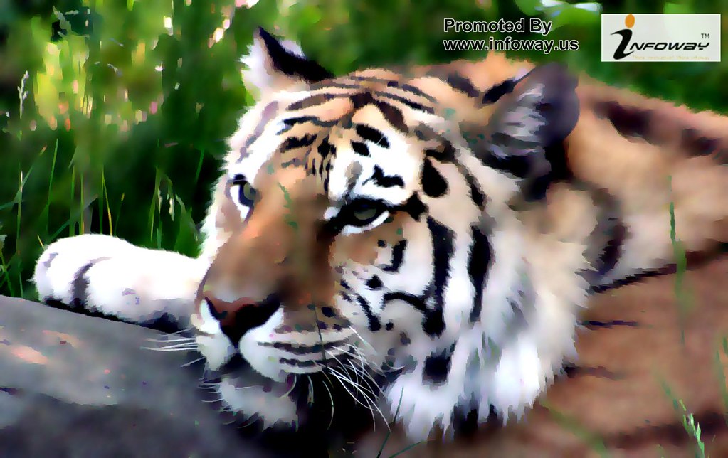 tiger week animal tiger week animal Flickr