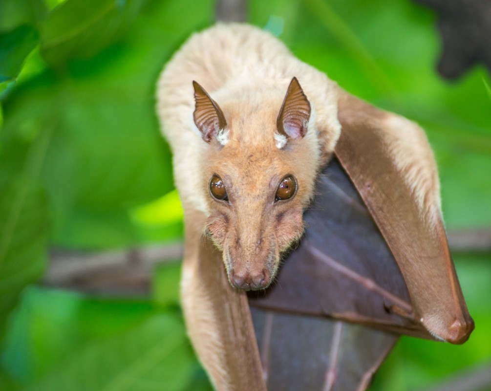 Epauletted fruit bat (Epomophorus) Wild in Africa. Flickr