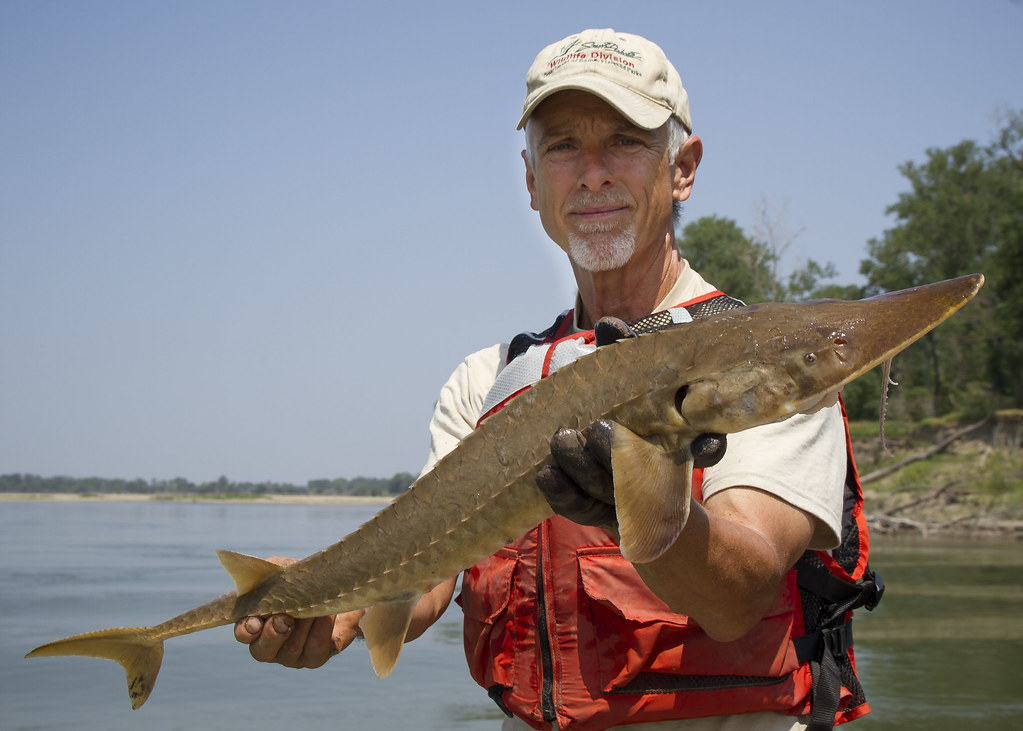 Large shovelnose sturgeon Missouri River near Yankton, SD.… Flickr