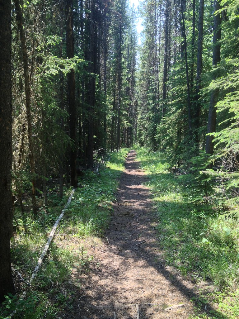 Lodgepole Pine forest on the South Fork of the Sun River Flickr