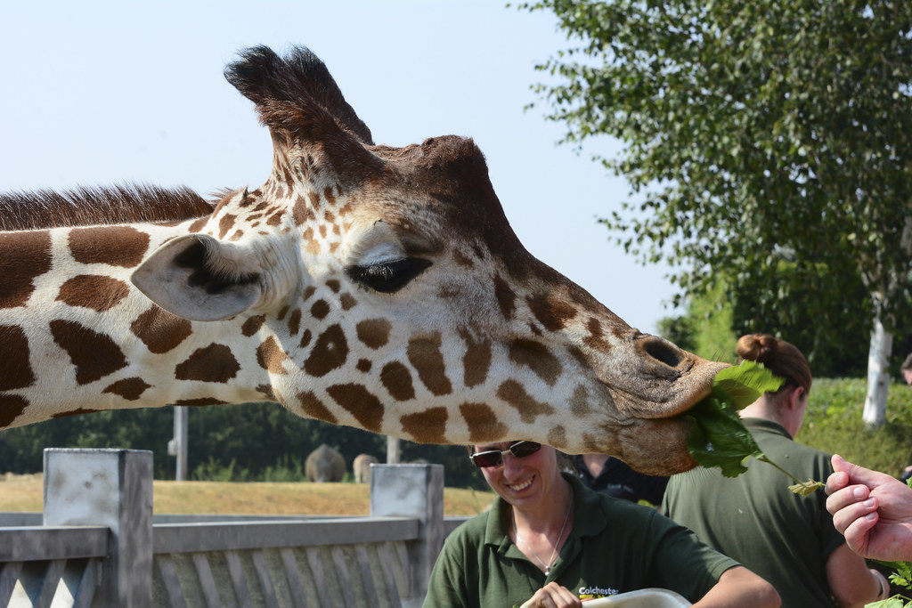 Colchester Zoo, Giraffes Colchester Zoo, Essex 492013 Flickr
