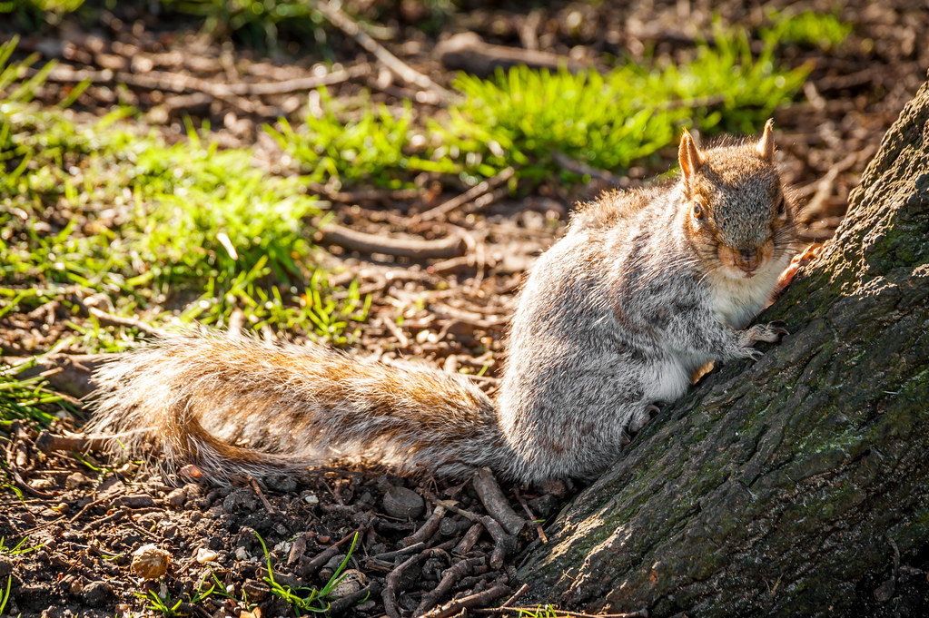 Squirrel Castle Park, Colchester Stephan Rudolph Flickr