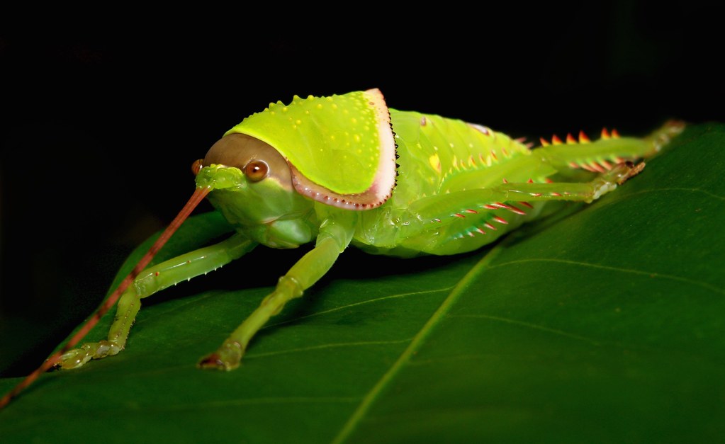 Giant False Leaf Katydid Nymph (Pseudophyllus titan, Pseud… Flickr