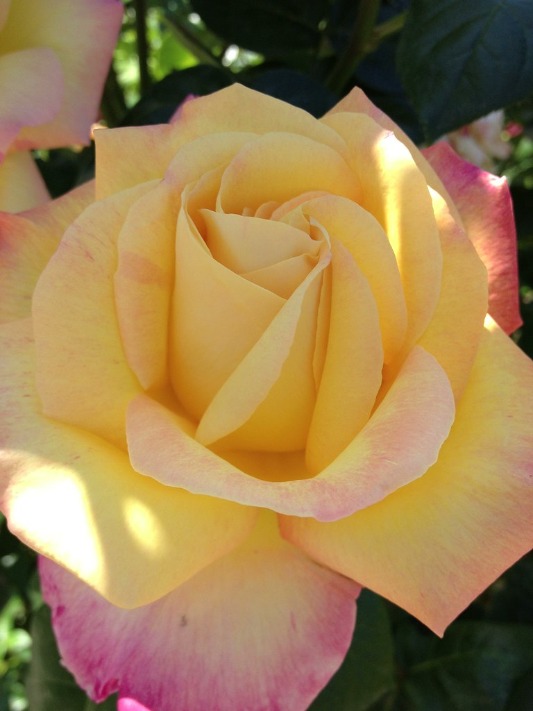 Beautiful Roses Summer Flowers Beth Flickr