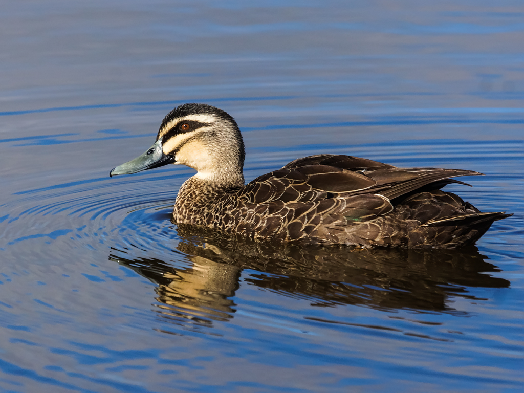 Pacific Black Duck (Anas superciliosa) Forde, ACT, Austral… Flickr