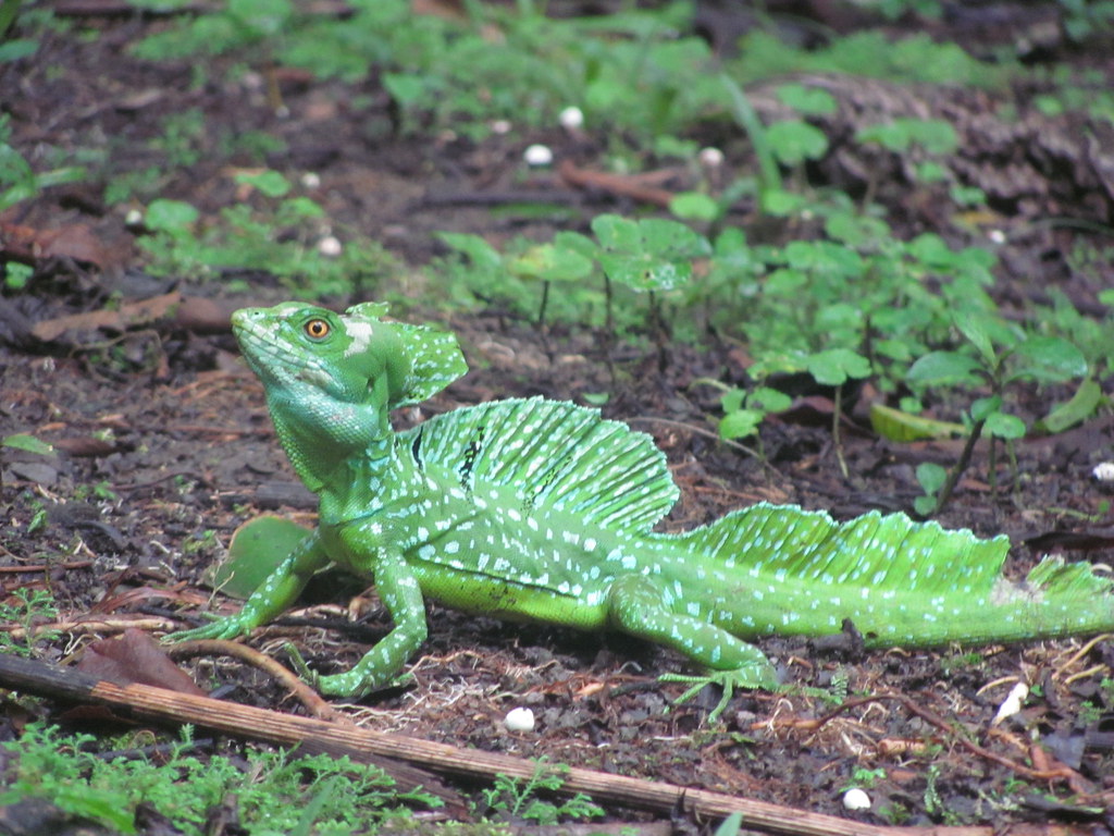 Common basilisk (lizard that runs on water!) Rhéline Fisette Flickr