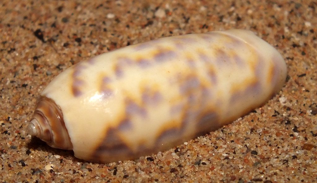 Olive snail (Oliva (Miniaceoliva) efasciata berti) subadul… Flickr